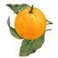Biotique Advanced Ayurveda Orange Peel Revitalizing Body Soap - 150 gms 